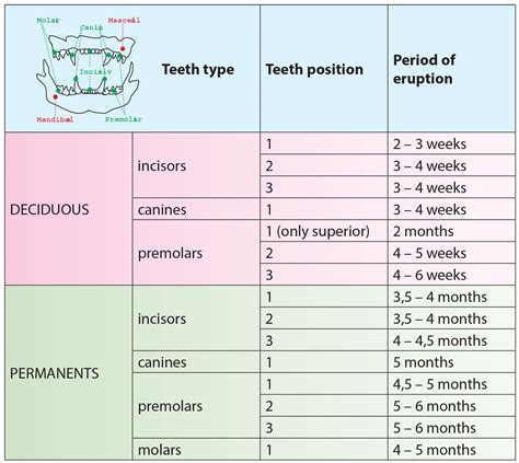 What are all of the teeth in the mouth… how many sets of teeth do humans have t… how many teeth do cats have in total? kitten teeth age | Tooth chart, Cat ages, Kittens