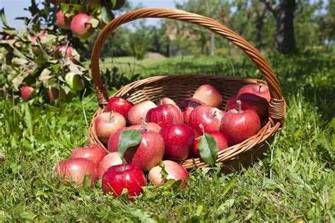 Basket Of Apples Stock Image Image Of Countryside Landscape 20887689