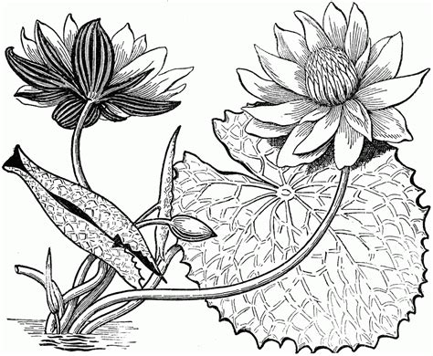 16 Contoh Gambar Sketsa Bunga Yang Mudah Digambar Hamparan