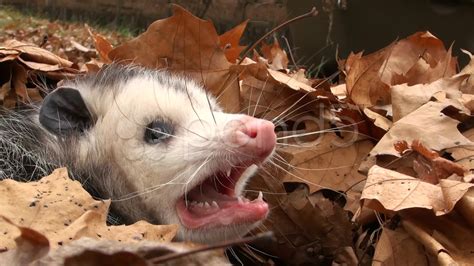 Angry Opossum Stock Video 12659914 Hd Stock Footage