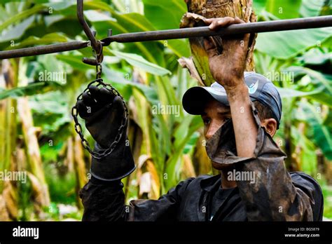 A Young Colombian Worker Preparing The Aircable For Banana Transport On