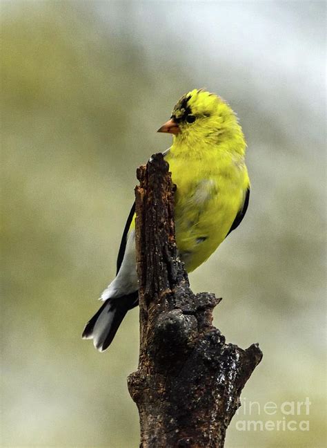 American Goldfinch The Colors Of Spring Photograph By Cindy Treger