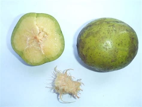 Cajarana Fruta Do Nordeste