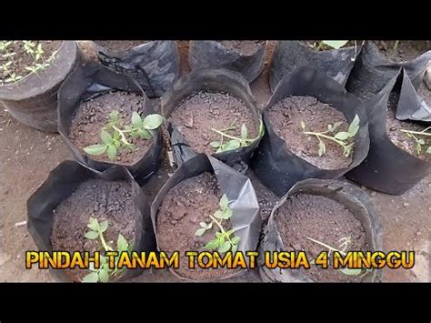 Cara Pindah Tanam Tomat Usia 4 Minggu Plant Tomatoes From Seed YouTube