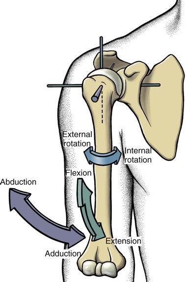 Structure And Function Of The Shoulder Complex Musculoskeletal Key
