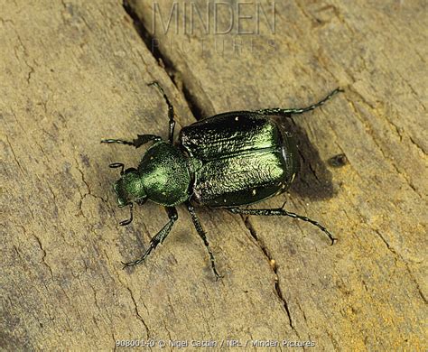Noble Chafer Beetle Stock Photo Minden Pictures