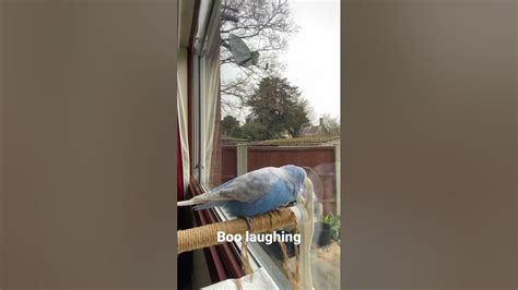 Budgie Laughing Shorts Youtube