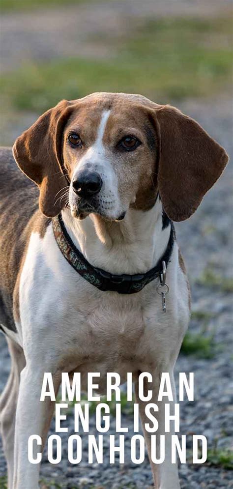 American English Coonhound Dog Breed Information Center