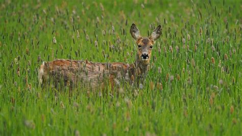 Reh In Der Wiese Foto And Bild Wiese Natur Tiere Bilder Auf Fotocommunity