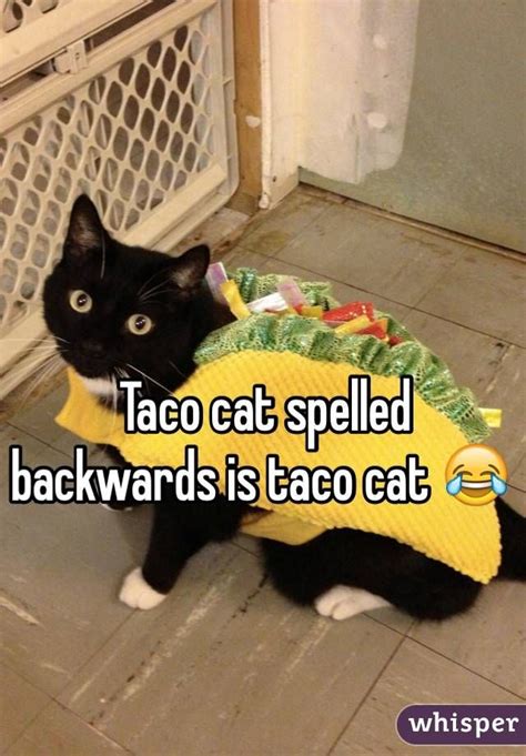 Taco Cat Spelled Backwards Is Taco Cat Funny Quotes For Kids Taco