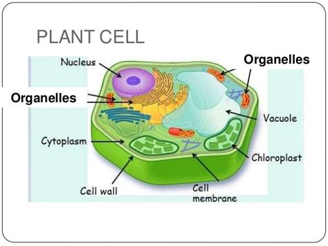 What Organelles Are Found In Plant Cells And Not Animal Plant And