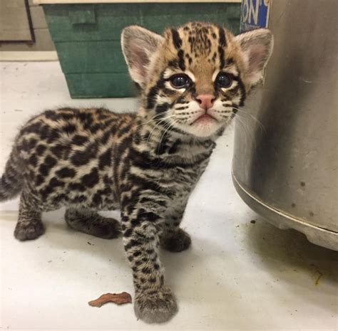 Ocelot Kitten Starts The New Week With A New Name Zooborns