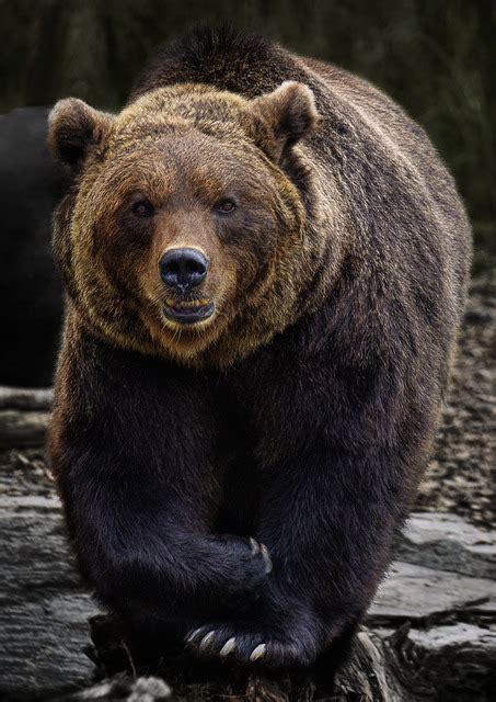 Brown Bear Predator Free Photo On Pixabay Pixabay