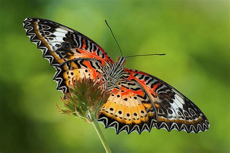 The Most Beautiful Butterflies Found In The Philippines Articles