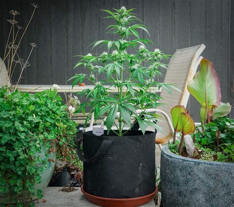 Best Outdoor Grow Setup For Cannabis 2023