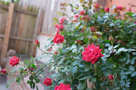 15 Varieties Of Roses To Consider For Your Garden