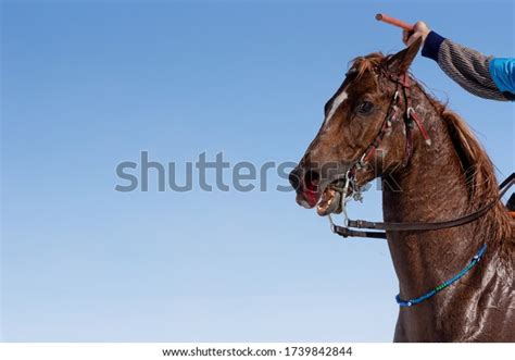1 Horse Nose Bleed Images Stock Photos And Vectors Shutterstock