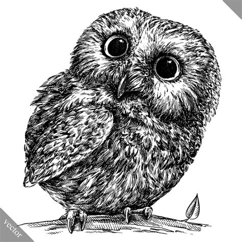 Realistic Owl Clip Art Black And White Goimages Free