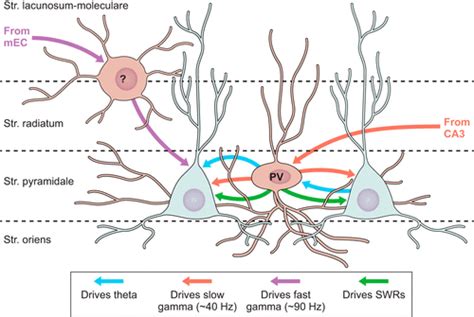 Hippocampal Gabaergic Inhibitory Interneurons Physiological Reviews