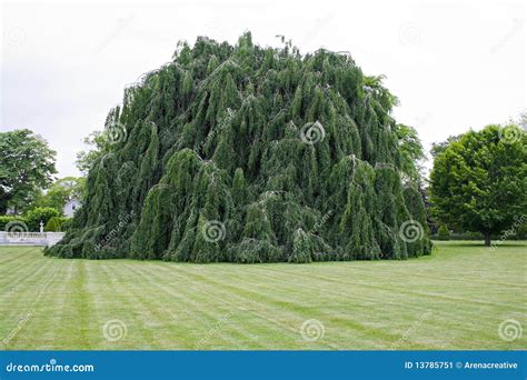 Weeping Beech Tree Stock Image Image Of Green Yard 13785751