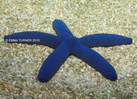 Blue Starfish Fishkeeper