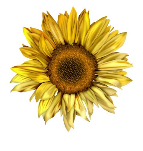 Free Sunflower Clipart Pictures Clipartix