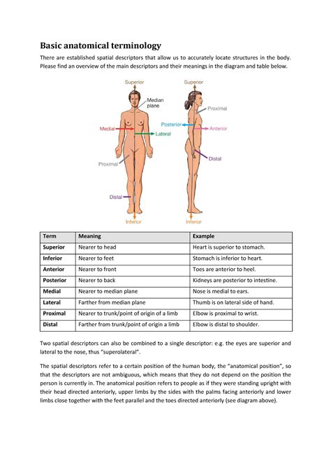 Basic Anatomical Terms Basic Anatomical Terminology There Are