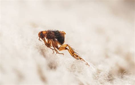 Flea Facts And Description Go Forth Pest Control