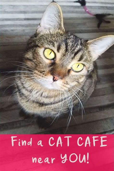See 124,475 tripadvisor traveller reviews of 4,051 dallas restaurants and search by cuisine, price, location, and more. Find a cat cafe near you! Treat yo self! | Cats, Cat cafe ...
