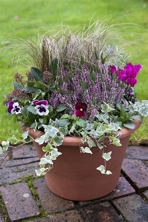 Best flowers for pots uk. Cyclamen, heather and bulb pot display | Autumn garden ...