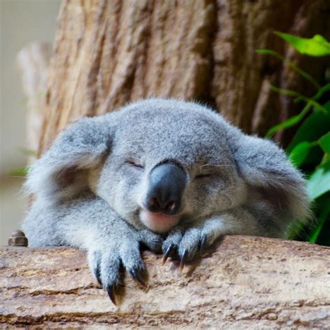 Curiozitati Pe Glob Cute Koala