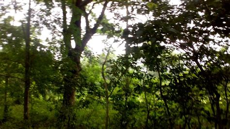 Molai Forest Jorhat All You Need To Know Before You Go