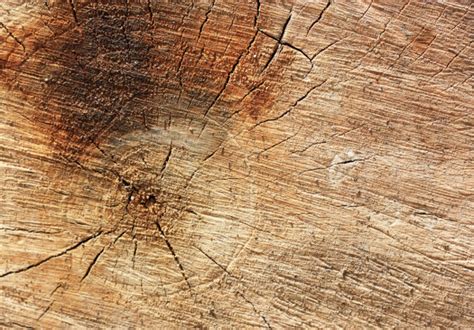 Cut Log Woodgrain Background Texture Stock Photo By Anpet2000 6264392
