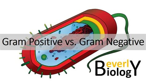 Solved Cyanobacteria Gram Negative Or Gram Positive 9to5science