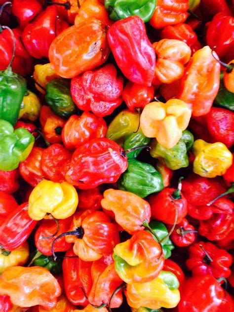 How To Handle Habaneros Painlessly Southern Living