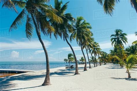 Beach With Palm Trees Florida Keys Florida Usa Stock Photo Dissolve