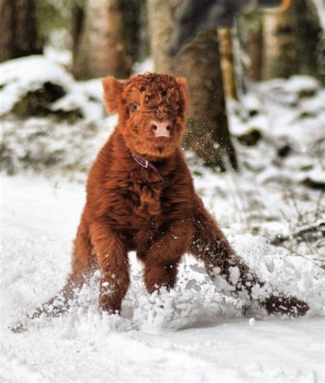Highland Calf Nilo Skids To A Stop In The Snow He Did It Over And Over