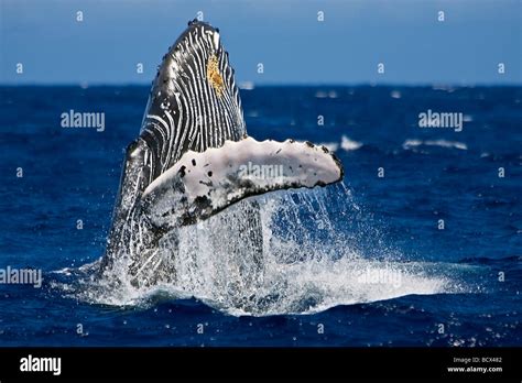 Breaching Humpback Whale Megaptera Novaeangliae Pacific Ocean Hawaii