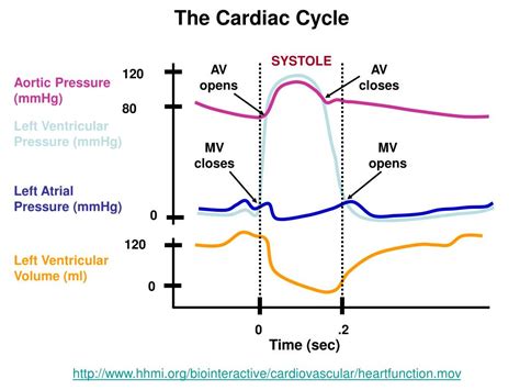 Ppt Cardiac Output Venous Return And Their Regulation Powerpoint Presentation Id