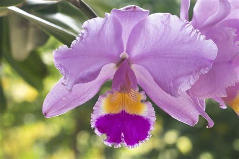 Cattleya Trianae The National Flower Of Colombia La Ceja Flickr