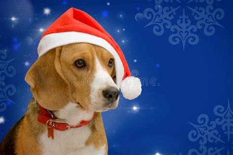 Dog Beagle In A Red Santa Hat On Blue Abstract Background Stock Photo