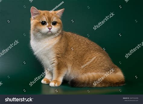 Young British Female Cat Golden Chinchilla Stock Photo 1847532430