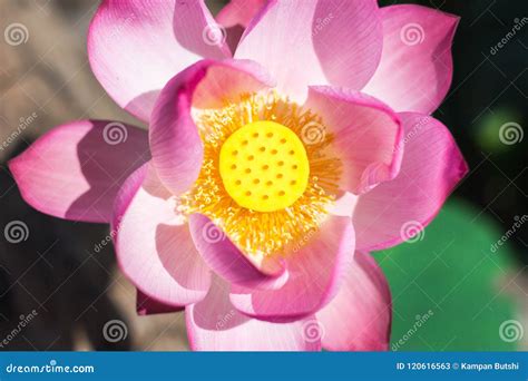 Lotus Flower Color Pink With Yellow Pollen Stock Image Image Of