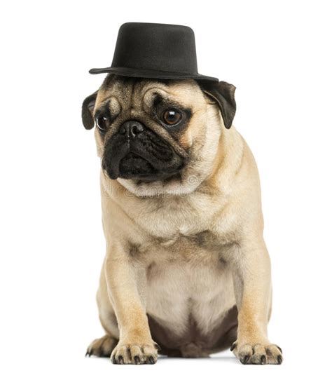 Front View Of A Pug Puppy Wearing A Top Hat Sitting Stock Photo