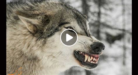 ویدیو لحظه حمله گرگ های وحشی به سگ ها
