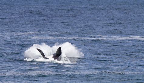 The Whales Of Walker Bay Hermanus Au