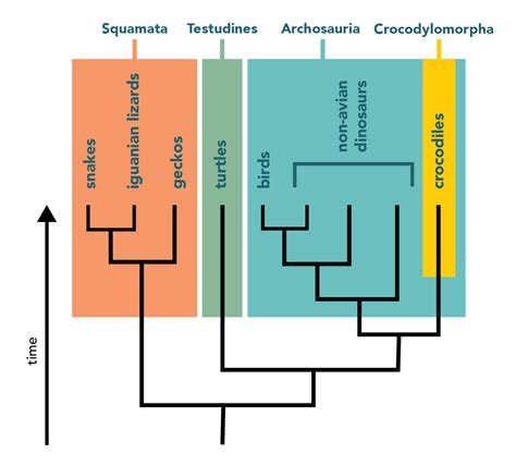 Using The Tree For Classification Understanding Evolution