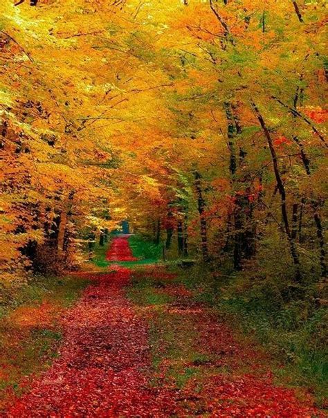 Awesome Fall Wallpaper Autumn Forest Autumn Nature
