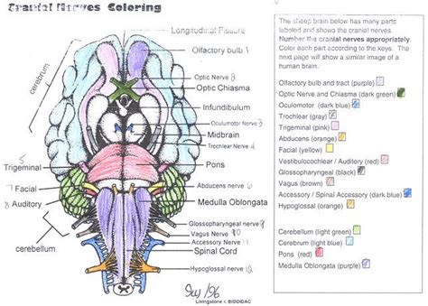 Cranial Nerves Coloring Answer Key Anatomy Coloring Book Cranial