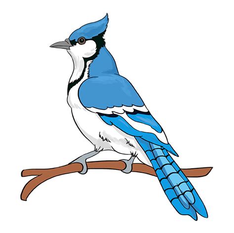 Https://techalive.net/draw/how To Draw A Blue Jay Cartoon